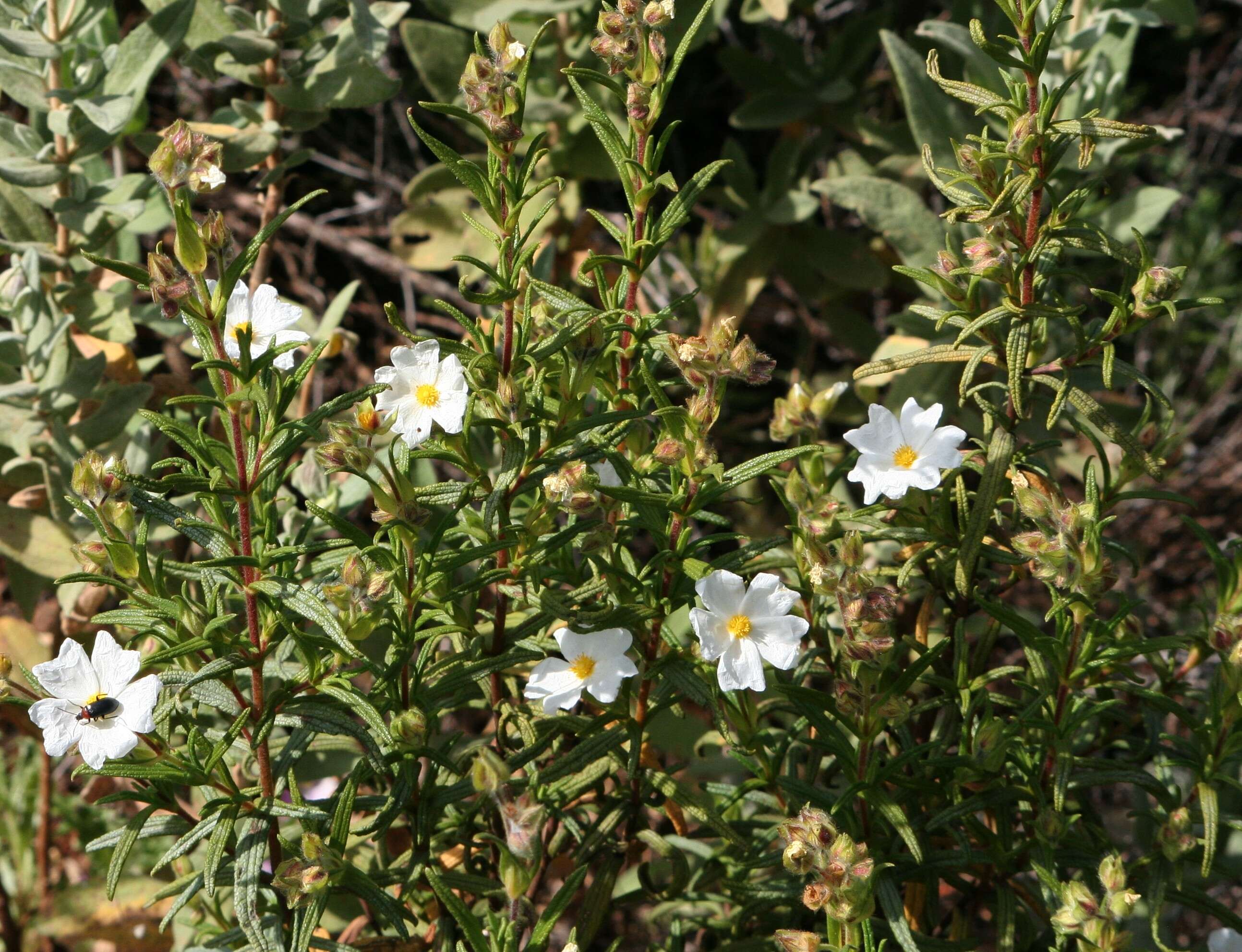 Imagem de Cistus monspeliensis L.