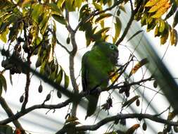 Image of Southern Mealy Amazon