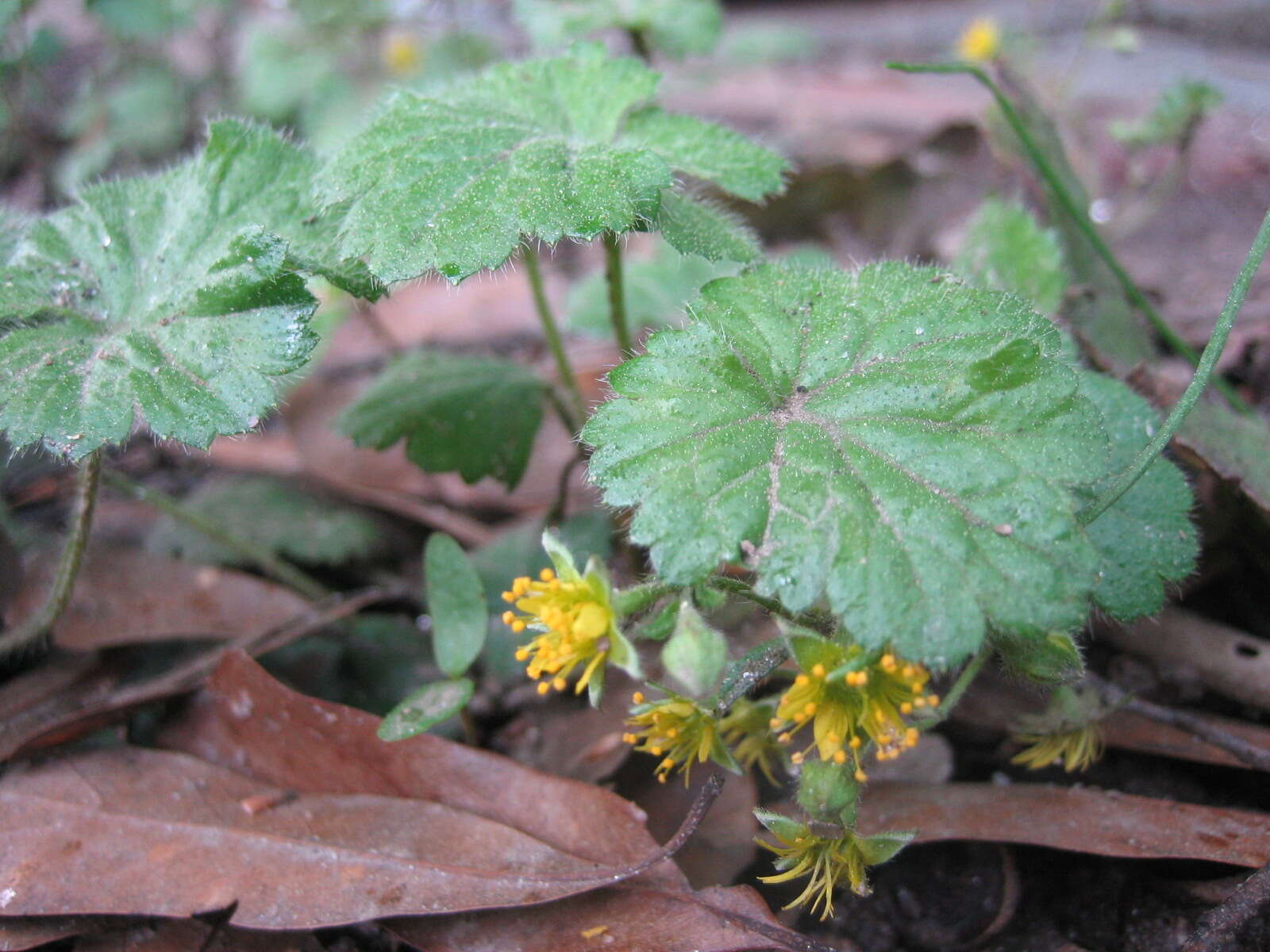 Image of piedmont barren strawberry