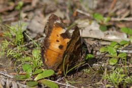 Image of California Tortoiseshell