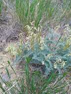 Imagem de Astragalus drummondii Dougl.