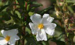 Imagem de Cistus monspeliensis L.