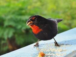 Image of Antillean bullfinches