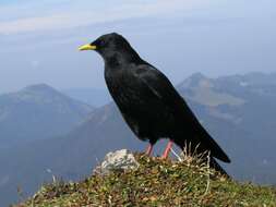 Image of Alpine Chough