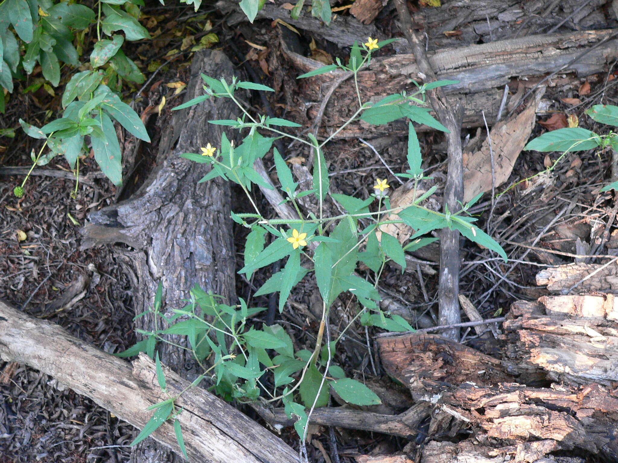 Image of Organ Mountain blazingstar