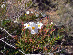 Image of romero macho