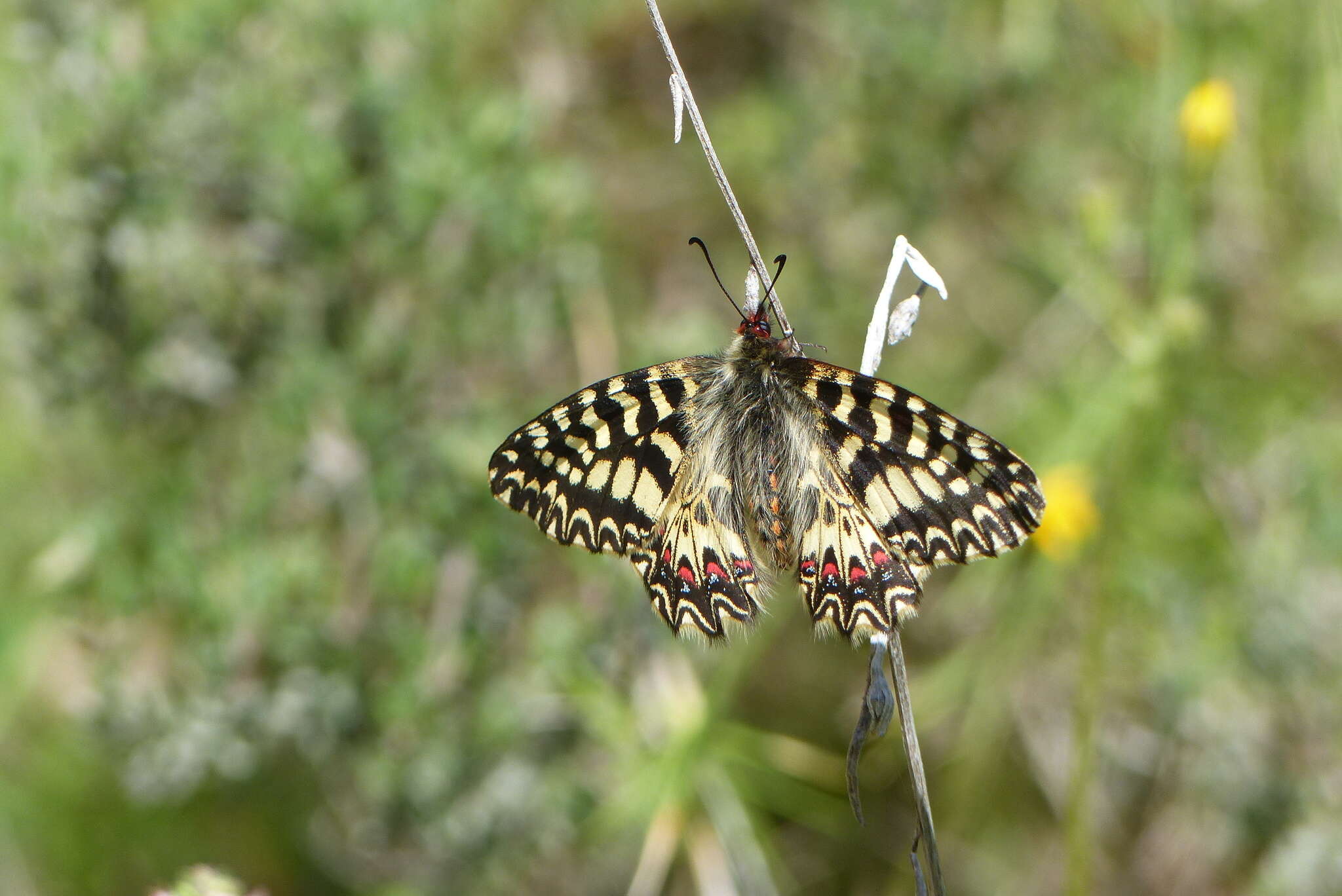 Image of Zerynthia polyxena