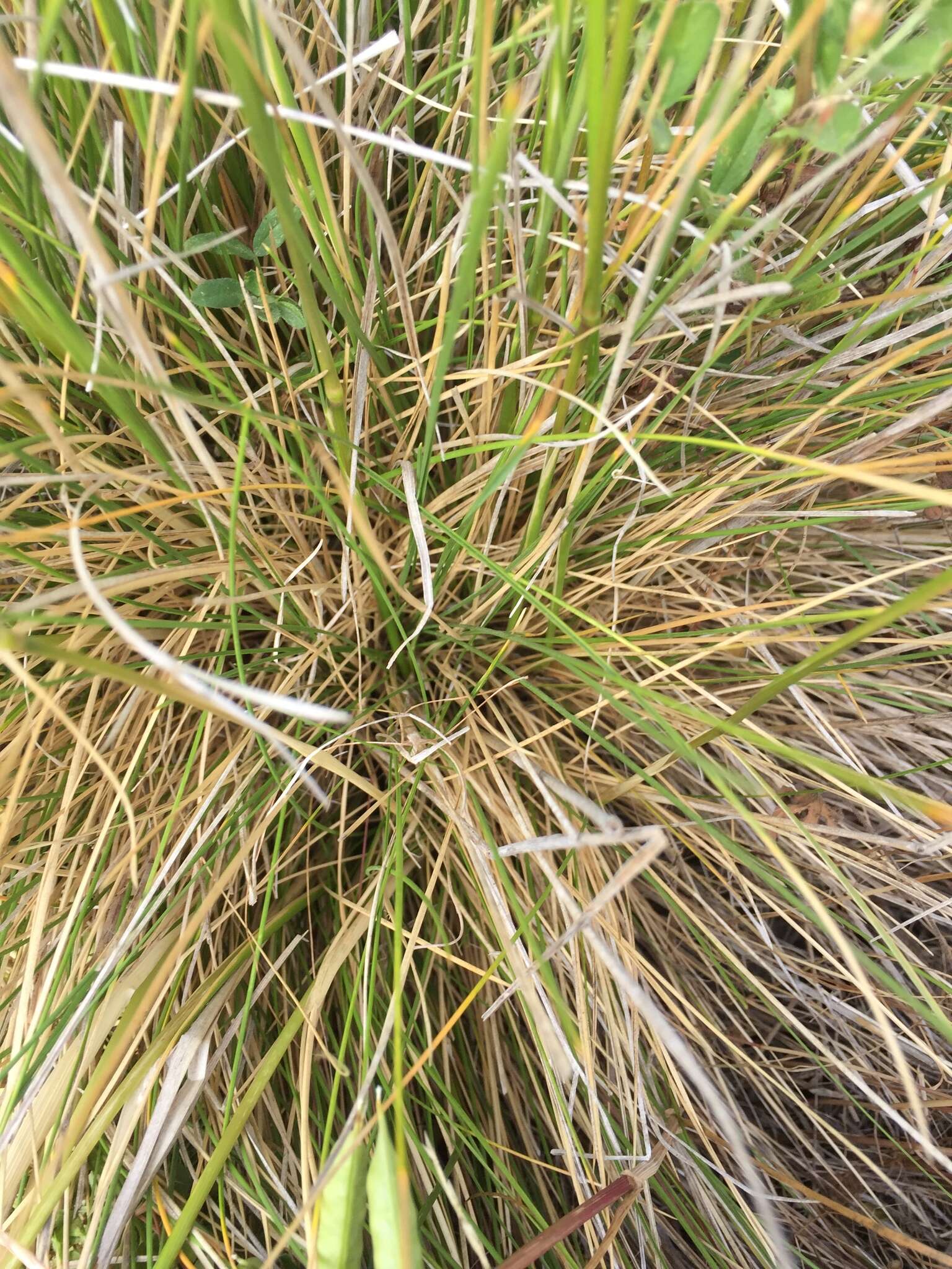 Image de Deschampsia cespitosa subsp. holciformis (J. Presl) W. E. Lawr.