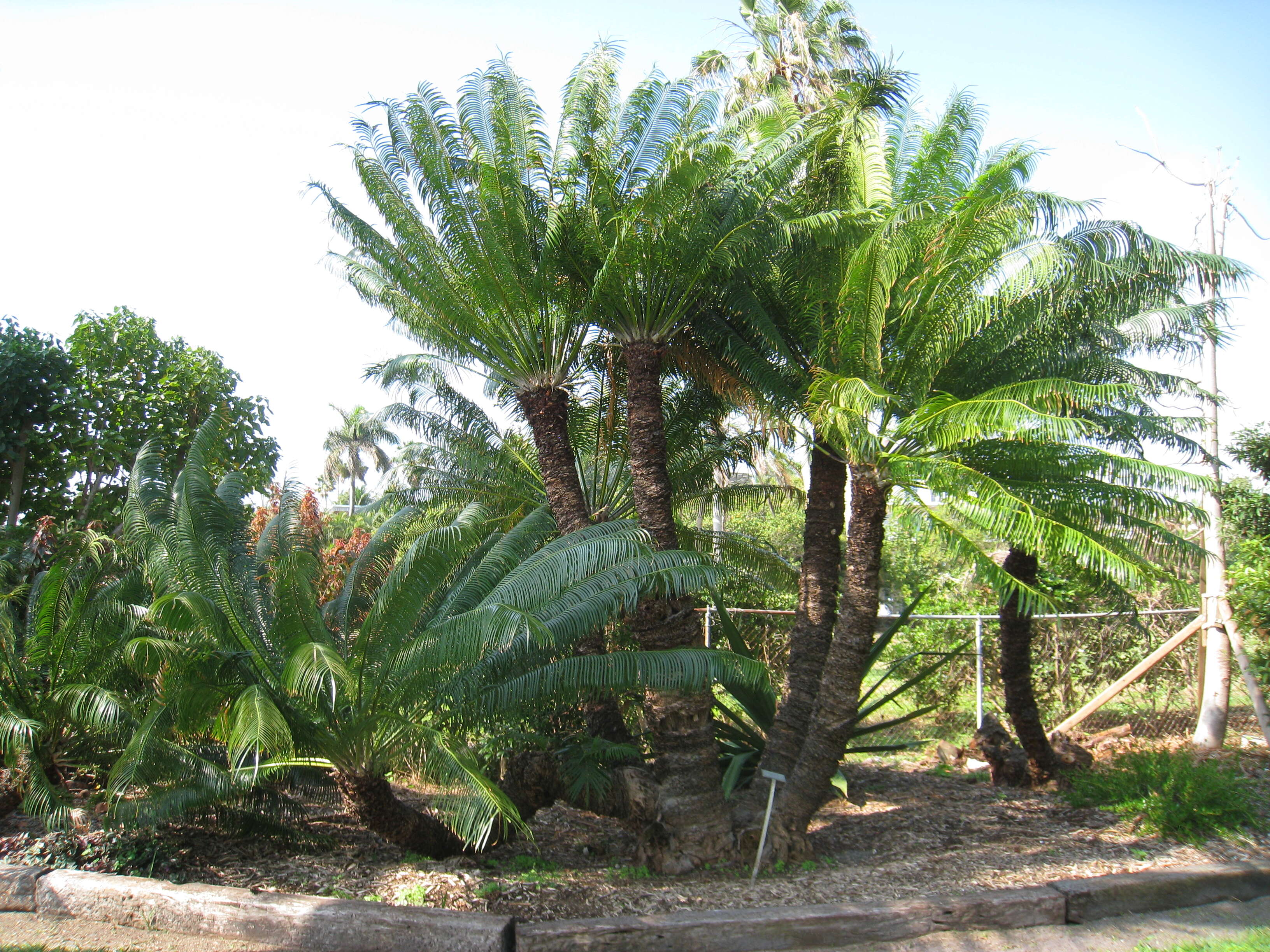 Image of Crozier cycas