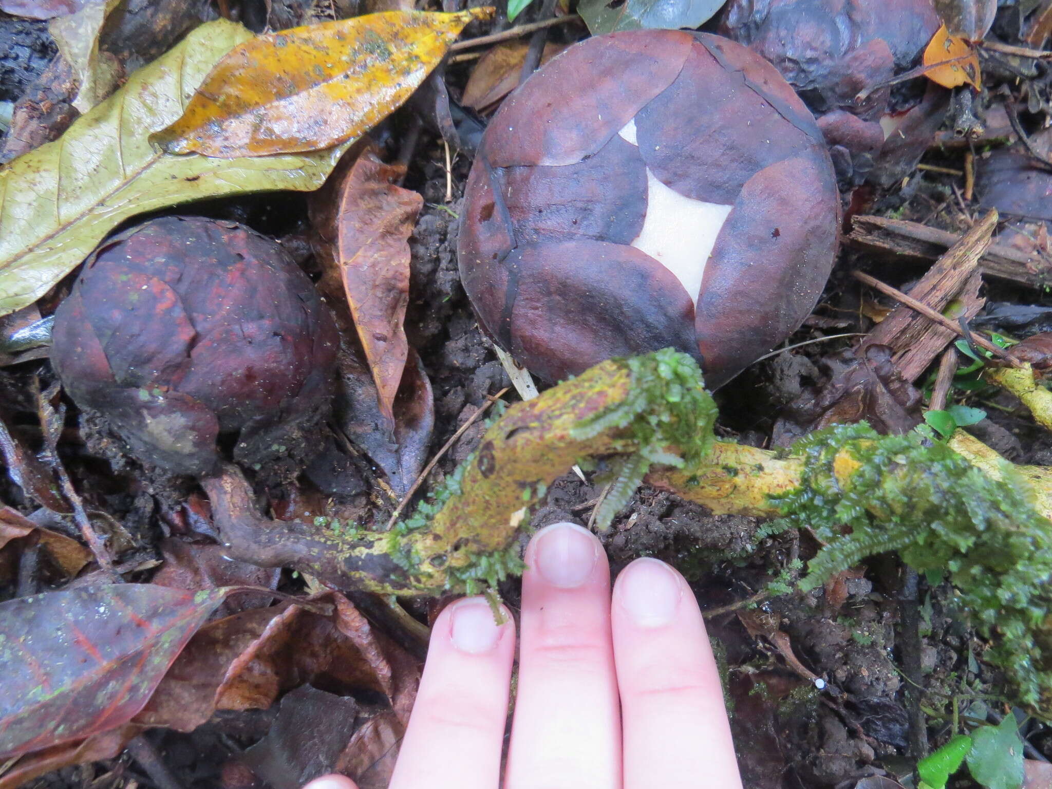 Image de Rafflesia lobata R. Galang & Madulid