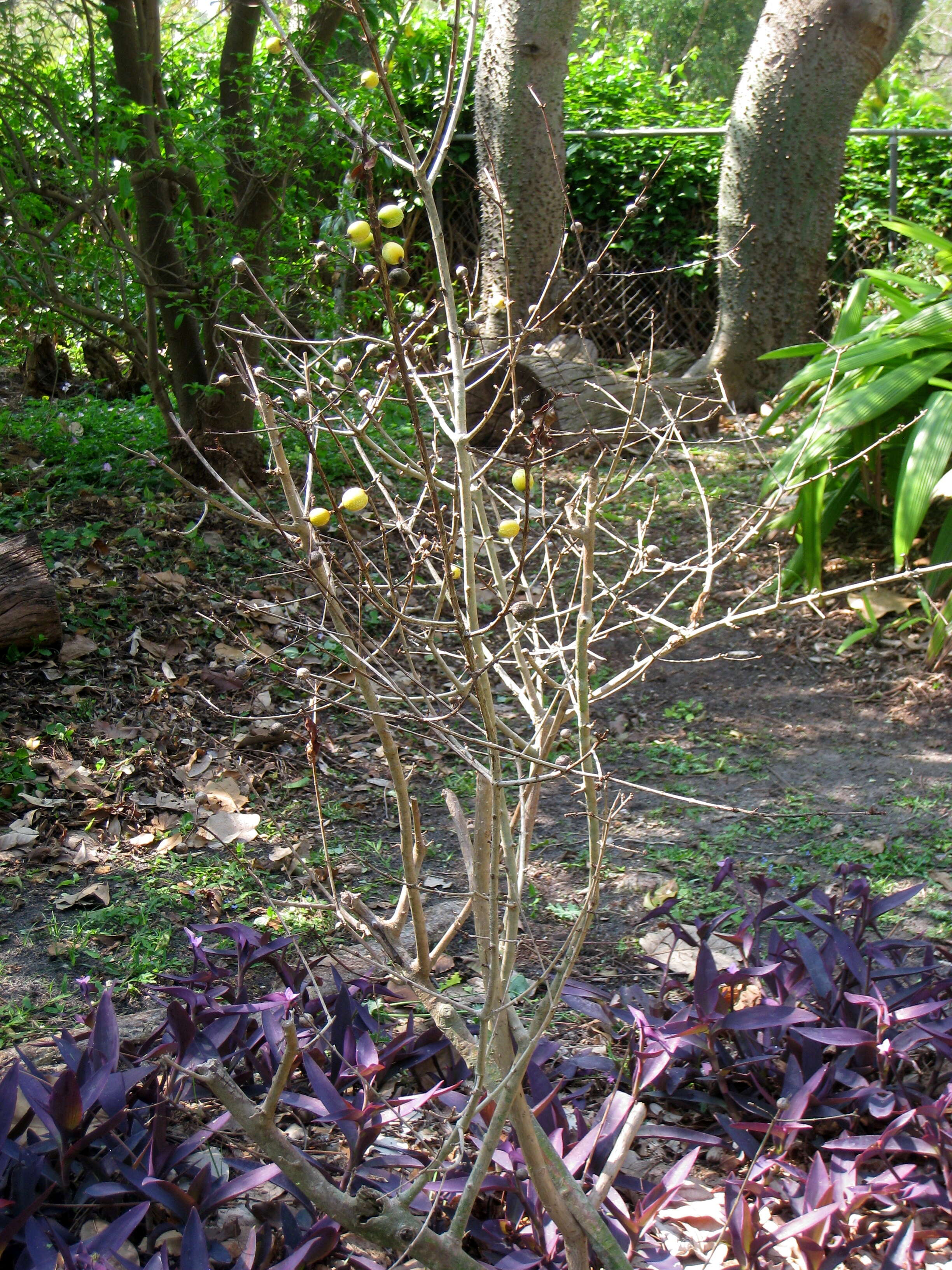 Image of Rosenbergiodendron