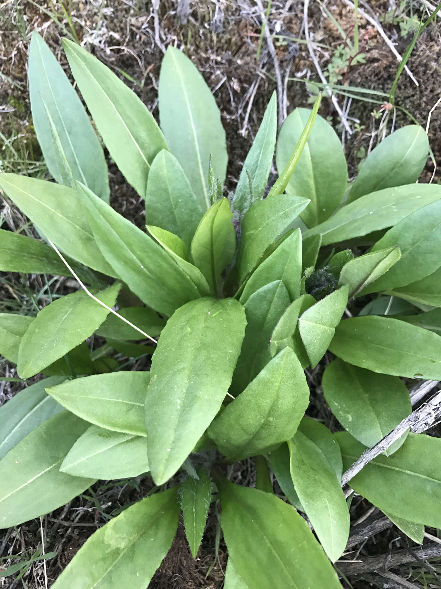 Plancia ëd Senecio integerrimus Nutt.