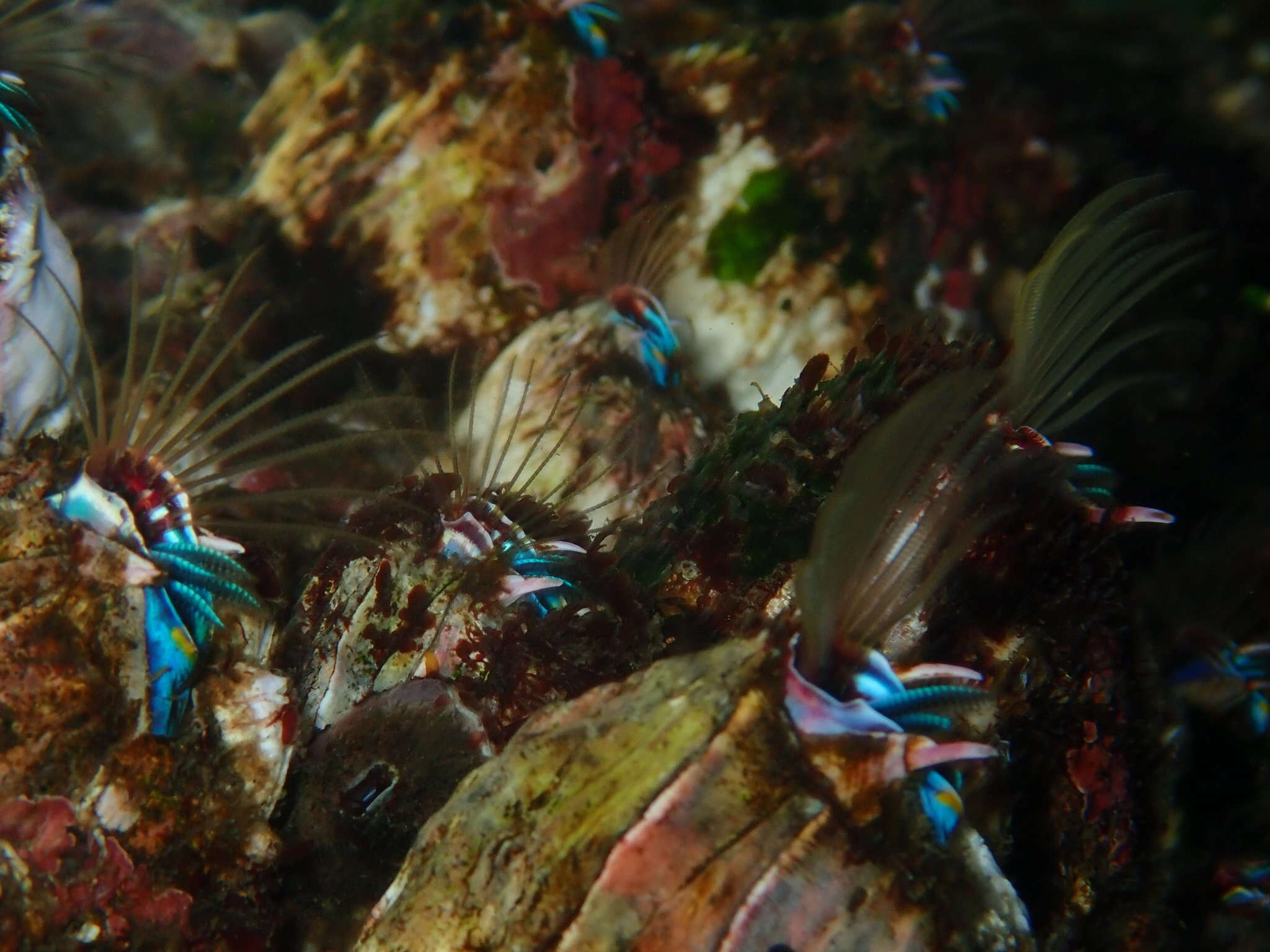 Image of giant barnacle