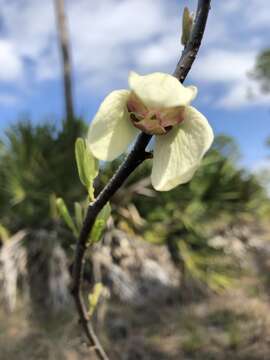 Plancia ëd Asimina reticulata Shuttlew. ex Chapm.