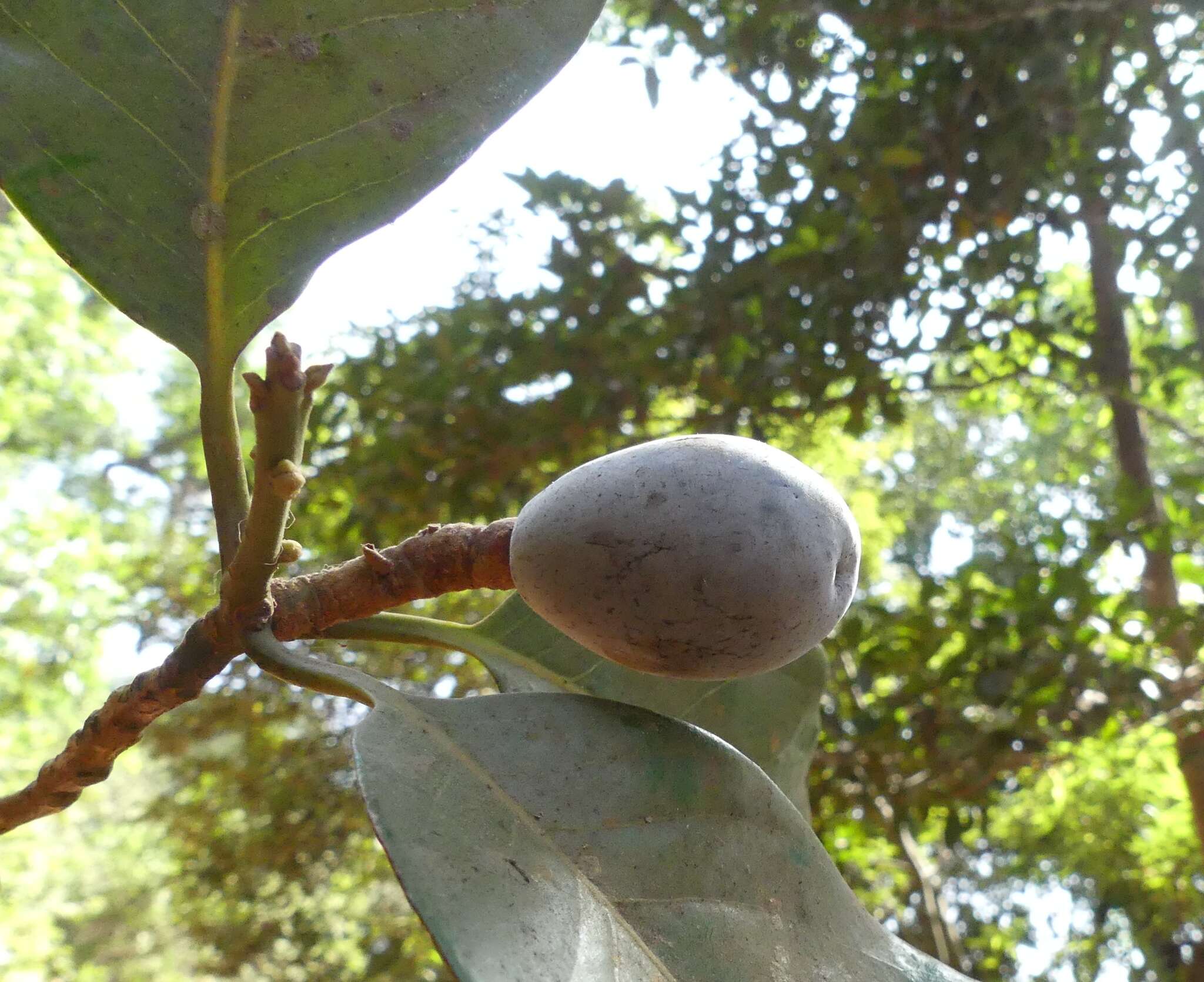 Beilschmiedia dalzellii (Meisn.) Kosterm. resmi