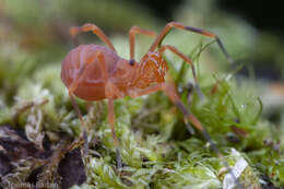 Image of Sclerobunus nondimorphicus Briggs 1971