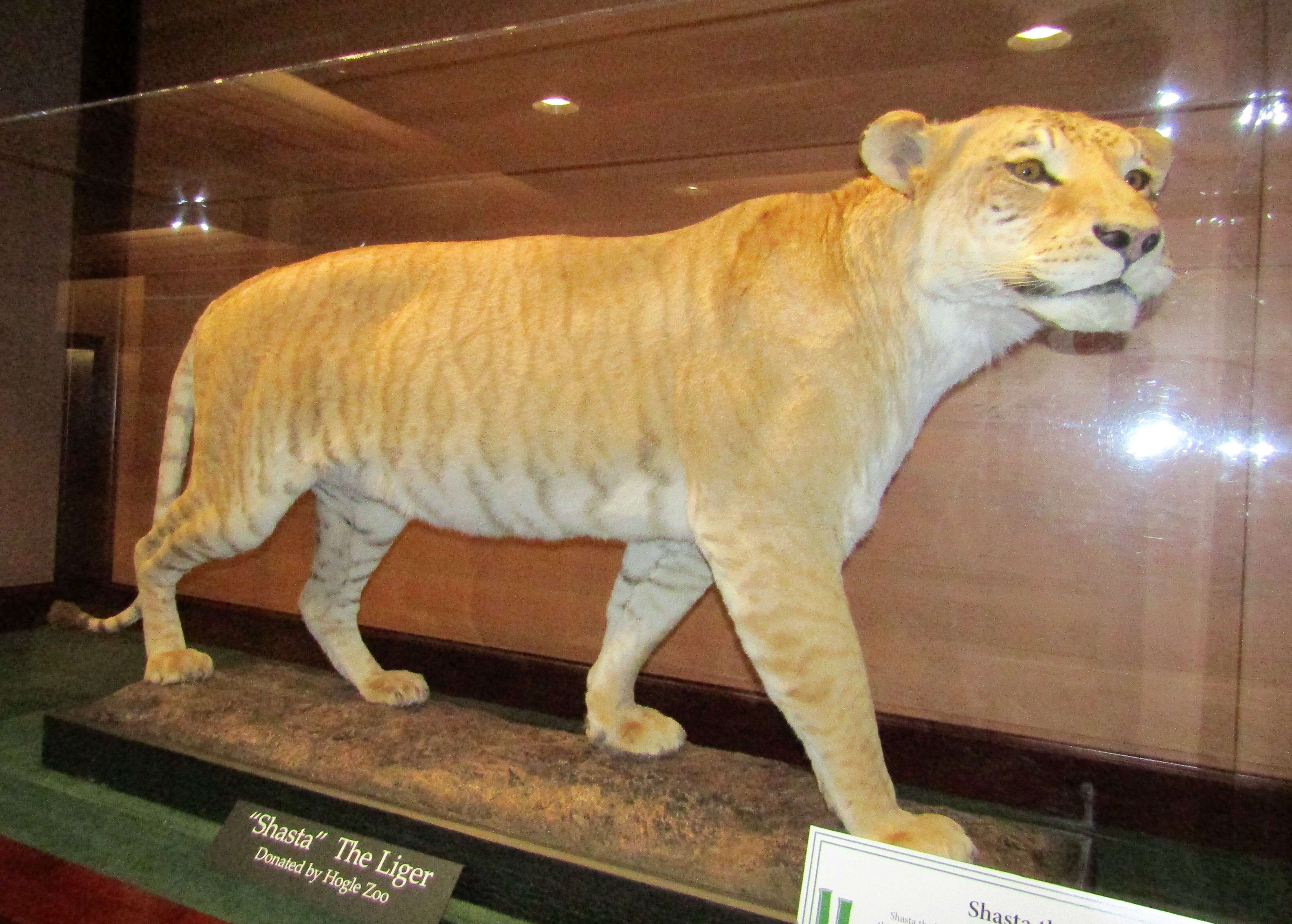 Image of Panthera leo × Panthera tigris