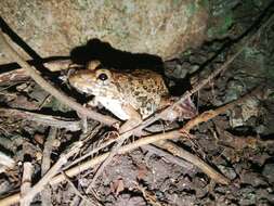 Image of Asian Brackish Frog