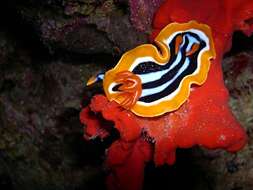 Sivun Chromodoris quadricolor (Rüppell & Leuckart 1830) kuva