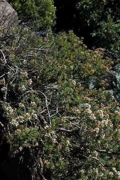 Image of Crassula sarcocaulis subsp. rupicola Tölken