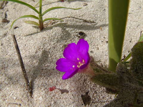 Image of Beach Peanut