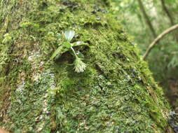 Image of custard orchid