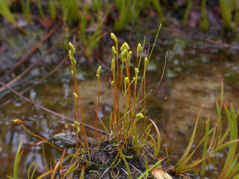 Image of little curlygrass fern