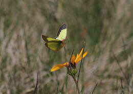 Image of Palaeno Sulphur