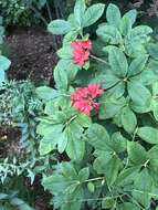 صورة Rhododendron prunifolium (Small) Millais