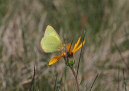 Image of Palaeno Sulphur