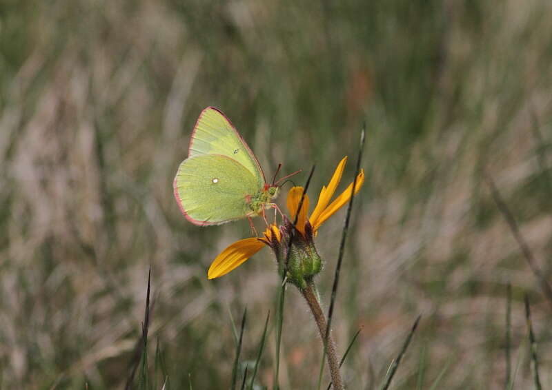 Image de solitaire