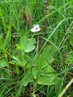 Image of Pinguicula grandiflora subsp. rosea (Mutel) Casper