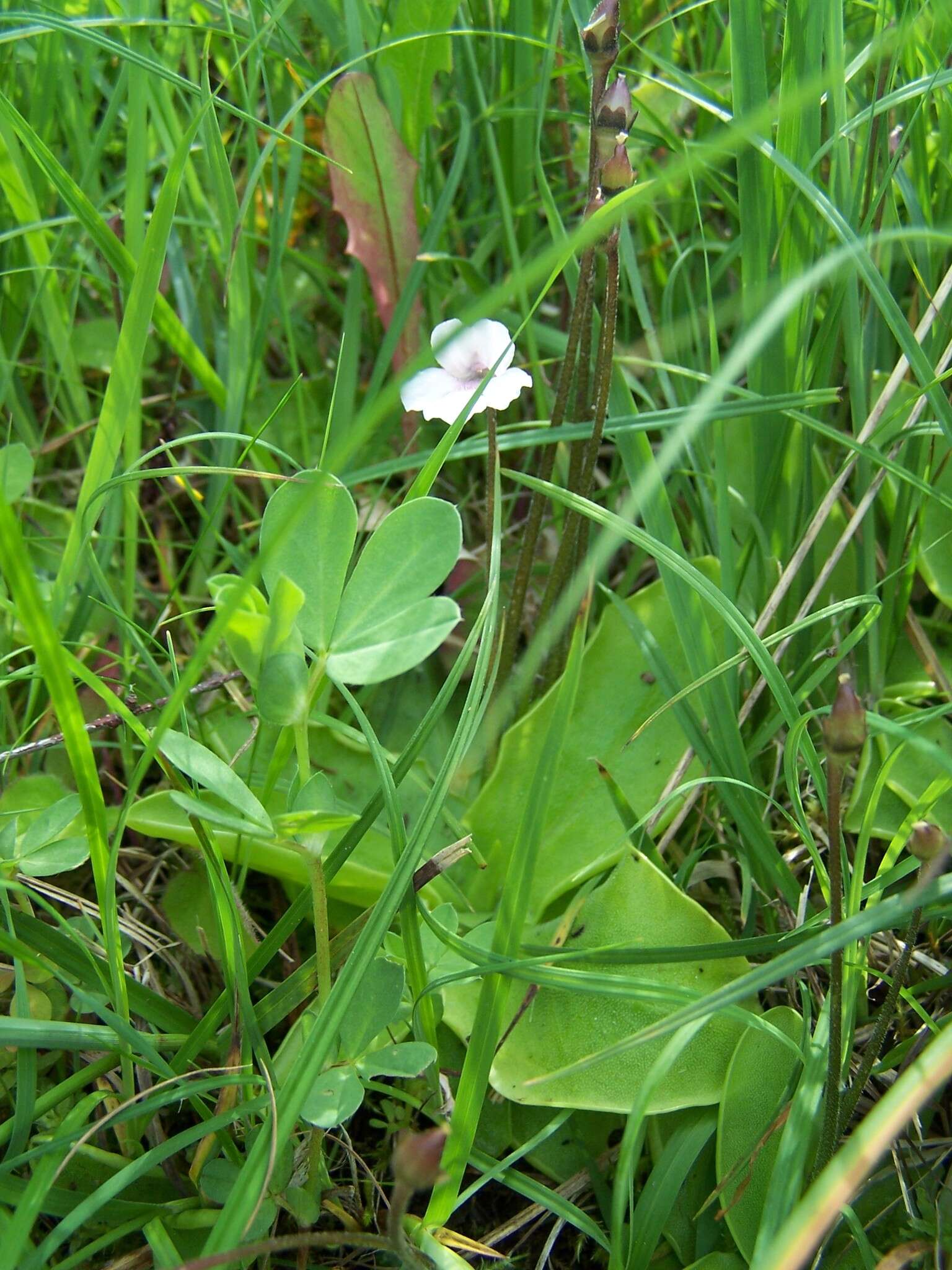 Image of Pinguicula grandiflora subsp. rosea (Mutel) Casper