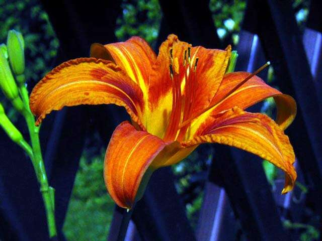 Image of orange daylily