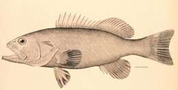 Hyporthodus nigritus (Holbrook 1855) resmi