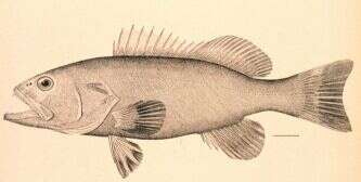 Hyporthodus nigritus (Holbrook 1855) resmi