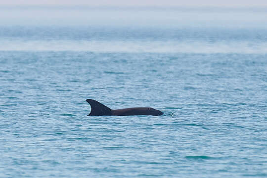 Plancia ëd Tursiops truncatus ponticus Barabash-Nikiforov 1940