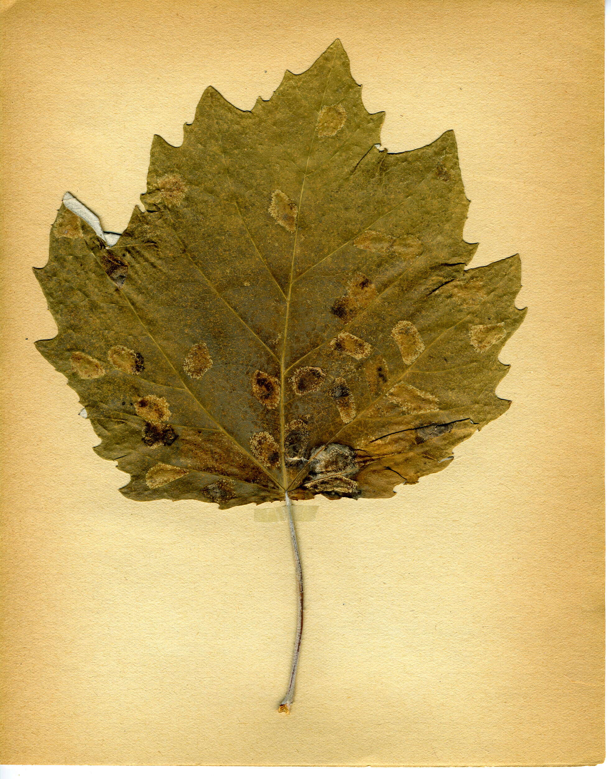Image of Phyllonorycter populifoliella (Treitschke 1833)