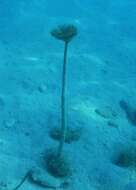 Image of European fan worm