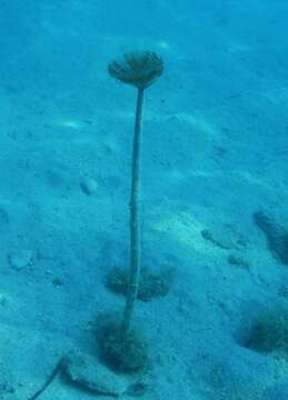 Image of European fan worm