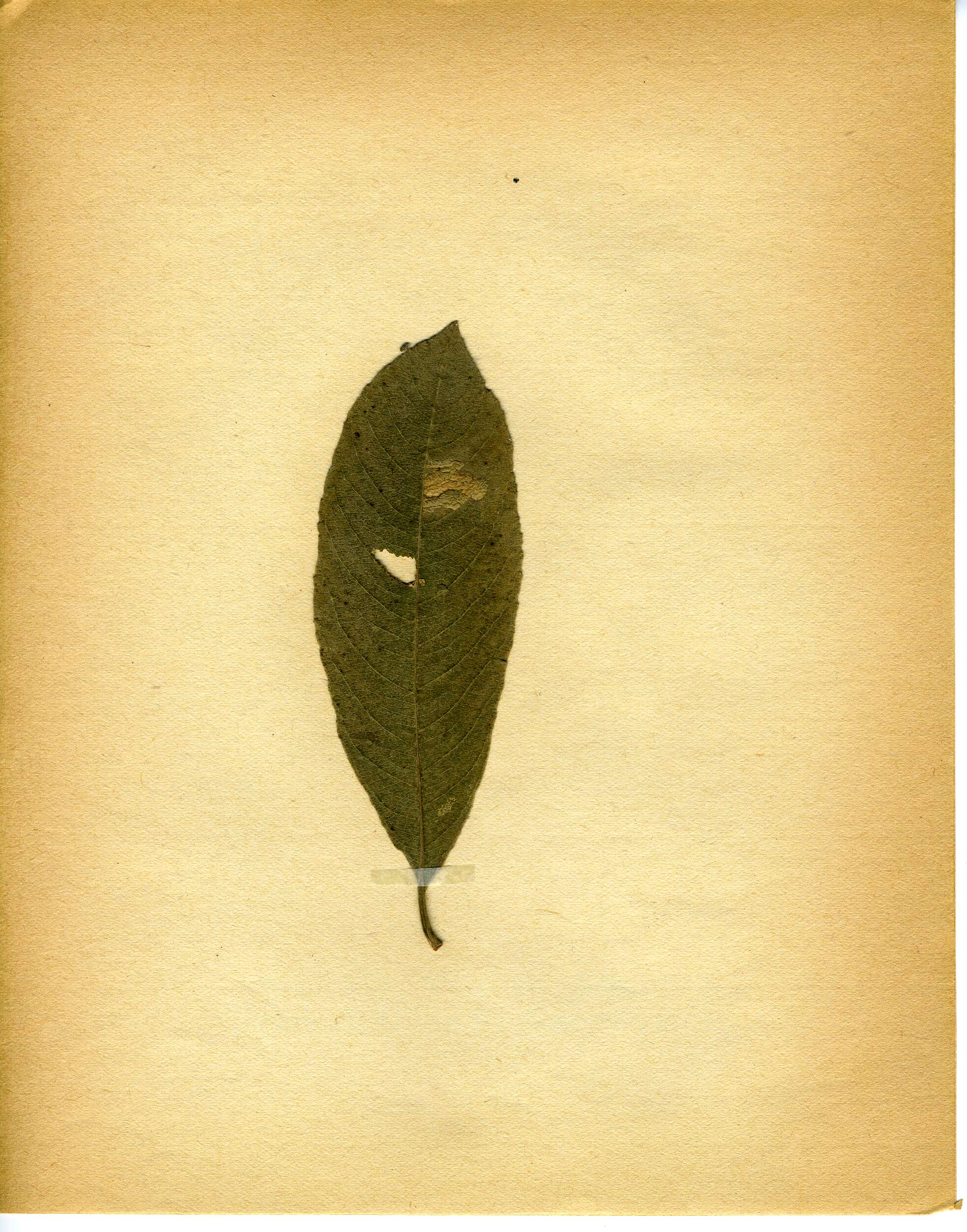 Image of Stigmella salicis (Stainton 1854) Fletcher et al. 1945