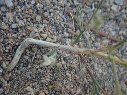 Imagem de Eriastrum sparsiflorum (Eastw.) Mason