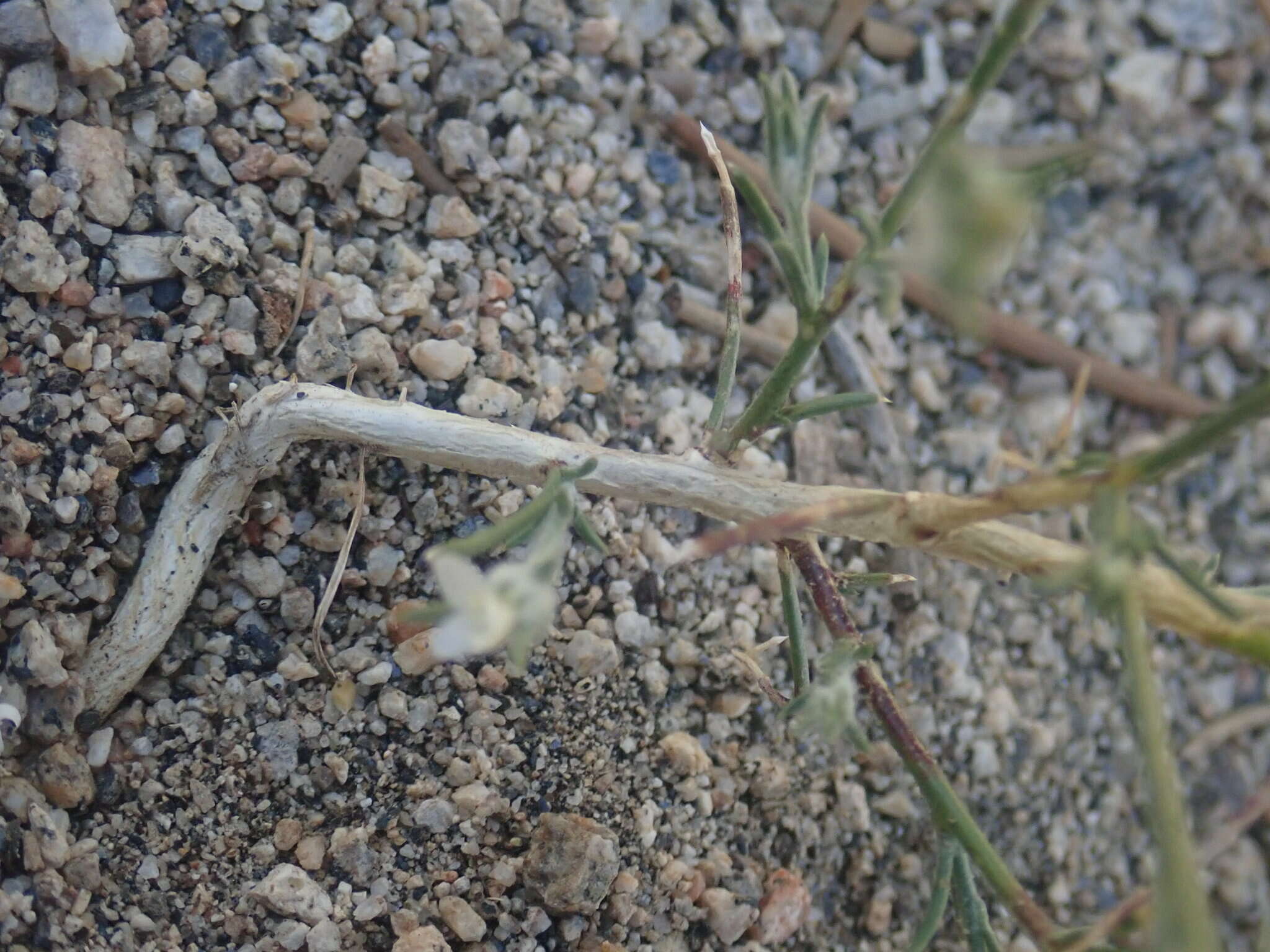 Imagem de Eriastrum sparsiflorum (Eastw.) Mason