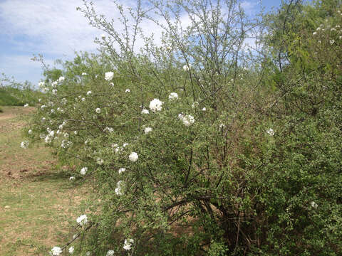 Image of small-leaf geigertree