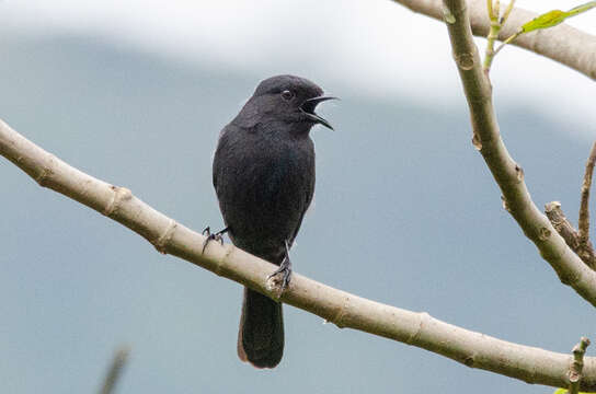 Image de Gobemouche drongo