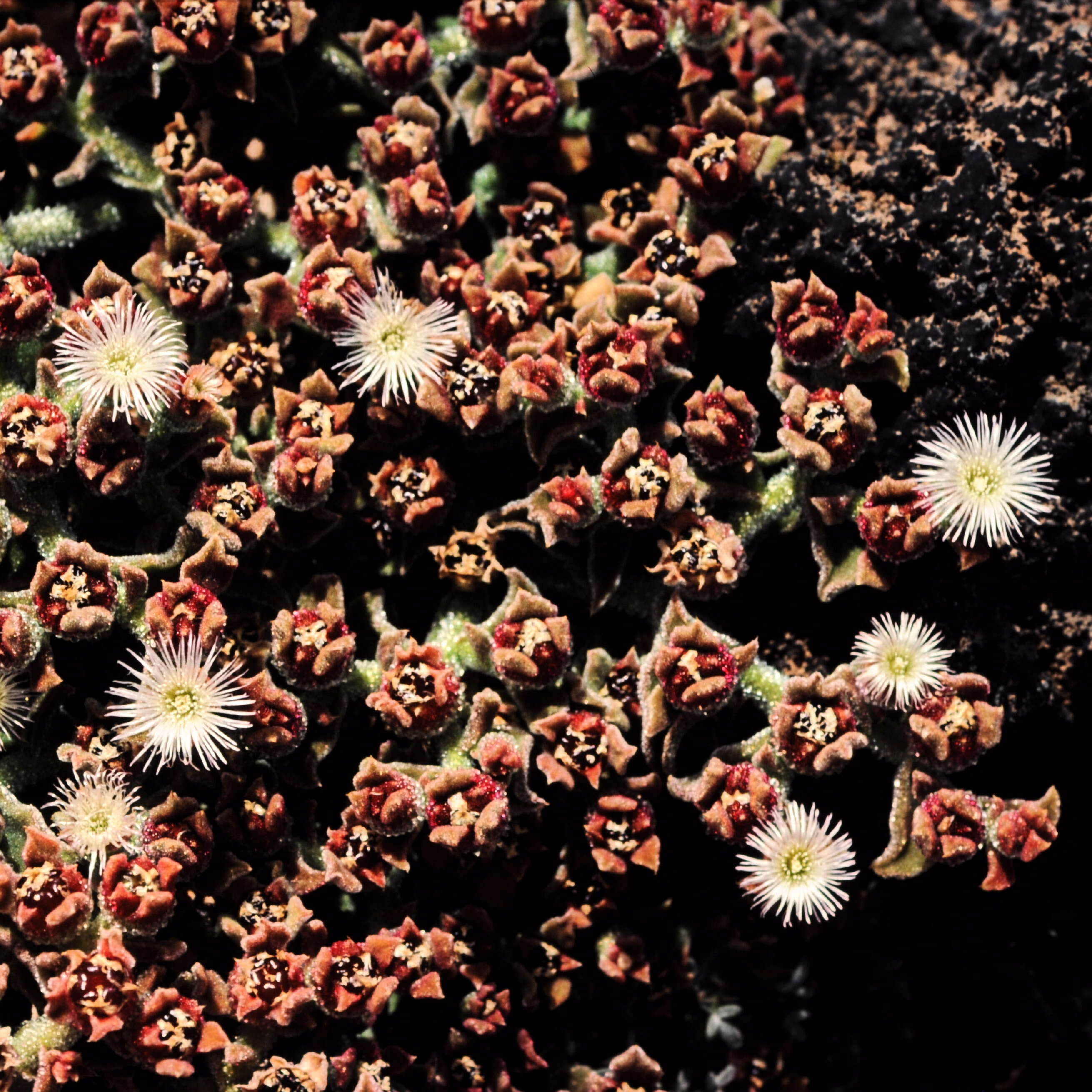 Image of common iceplant