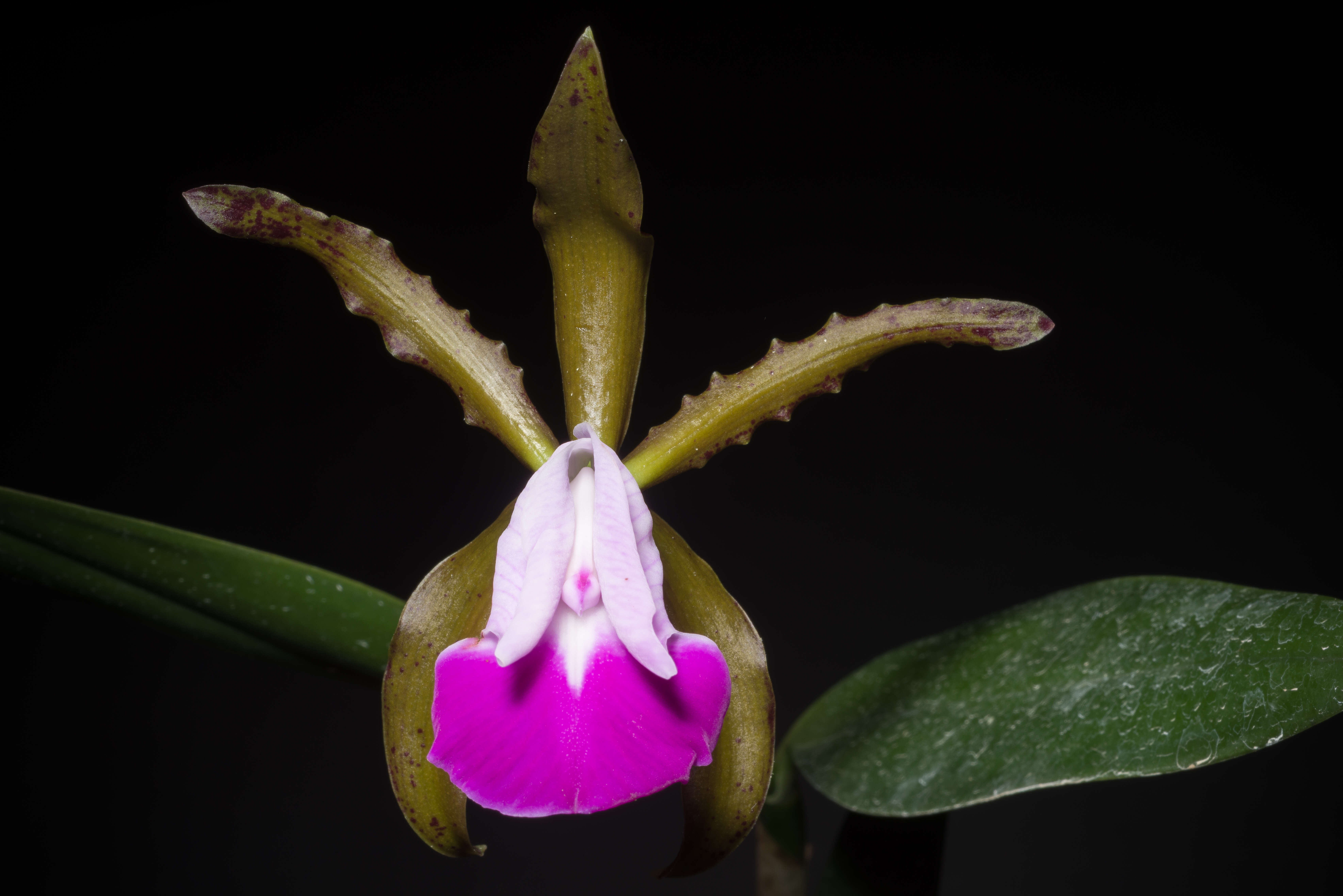 Imagem de Cattleya dormaniana (Rchb. fil.) Rchb. fil.