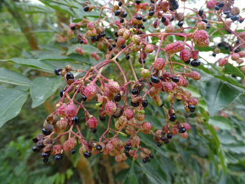 Image of Zanthoxylum avicennae (Lam.) DC.