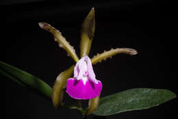 Imagem de Cattleya dormaniana (Rchb. fil.) Rchb. fil.