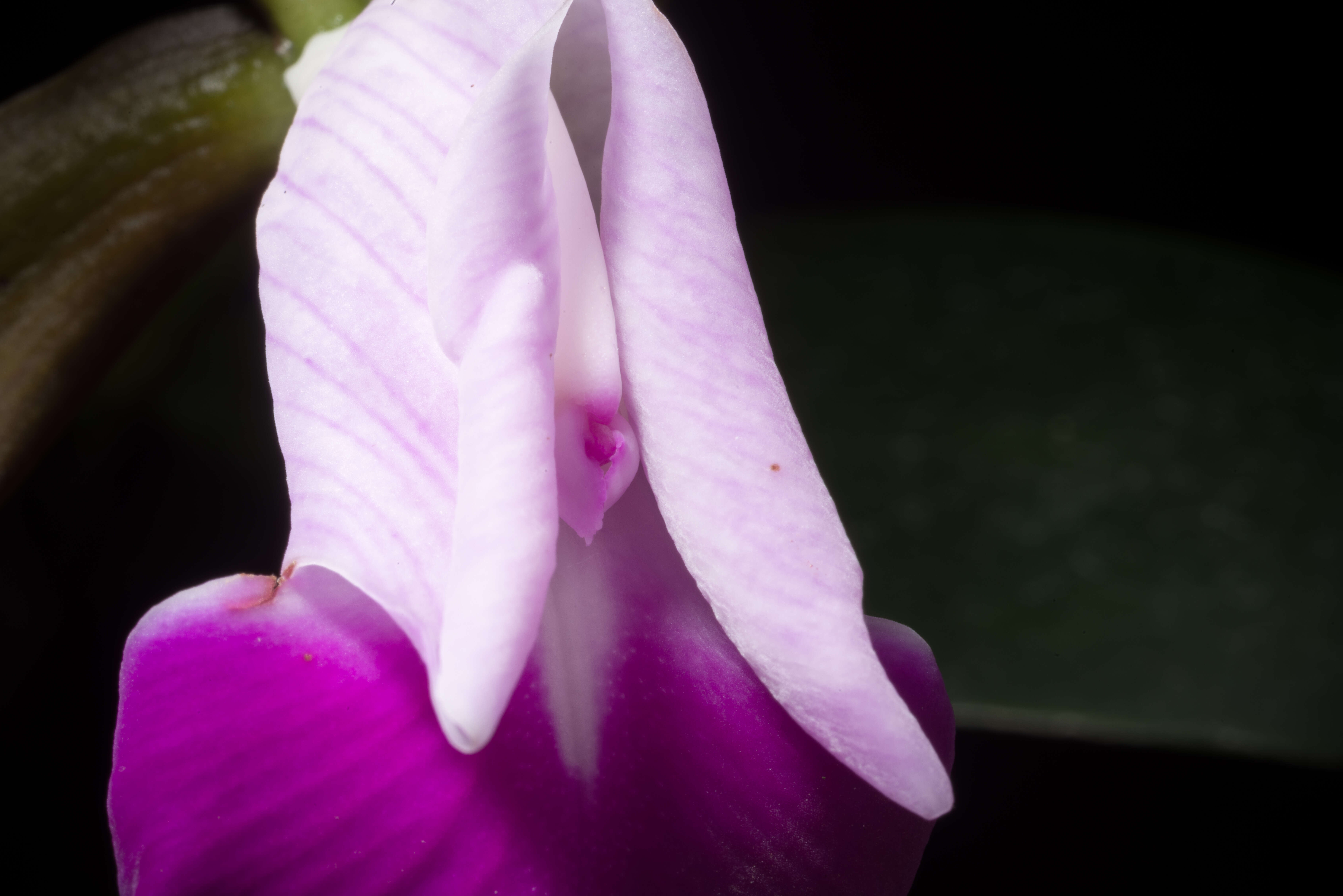 Imagem de Cattleya dormaniana (Rchb. fil.) Rchb. fil.